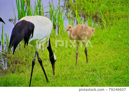 Parent and child of the crane Parent and child of the crane 79246607