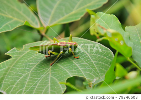 Tettigonia orientalis on the leaves Tettigonia orientalis on the leaves 79246608