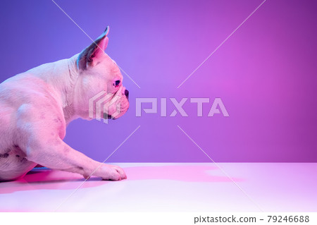 Close-up side view of beautiful purebred dog bulldog isolated over studio background in neon gradient pink purple light. Close-up side view of beautiful purebred dog bulldog isolated over studio background in neon gradient pink purple light. 79246688
