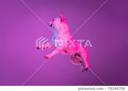 Portrait of purebred dog bulldog jumping isolated over studio background in neon gradient pink purple light. Portrait of purebred dog bulldog jumping isolated over studio background in neon gradient pink purple light. 79246708