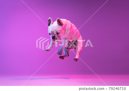 Portrait of purebred dog bulldog jumping isolated over studio background in neon gradient pink purple light. Portrait of purebred dog bulldog jumping isolated over studio background in neon gradient pink purple light. 79246710