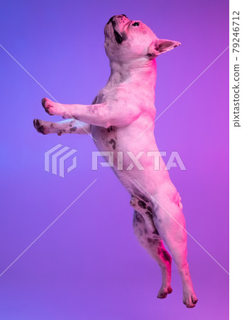Side view. Portrait of purebred dog bulldog jumping isolated over studio background in neon gradient pink purple light. Side view. Portrait of purebred dog bulldog jumping isolated over studio background in neon gradient pink purple light. 79246712