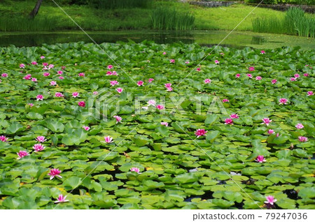 Water lily in Uonuma City, Niigata Prefecture Water lily in Uonuma City, Niigata Prefecture 79247036