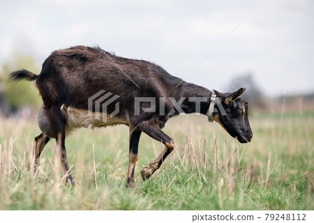 Black goat with big udder grazing in the meadow Black goat with big udder grazing in the meadow 79248112