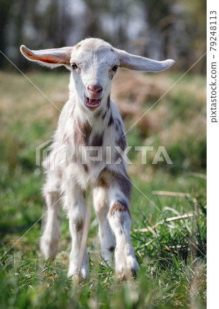White goatling with sand brown spots White goatling with sand brown spots 79248113
