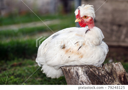 White bristling young rooster White bristling young rooster 79248125