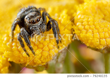Jumping spider sticked with yellow pollen on the yellow flower Jumping spider sticked with yellow pollen on the yellow flower 79248135