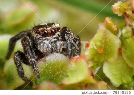 Jumping spider on the nice light green plant 79248136