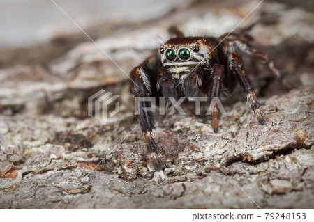 Jumping spider Camouflage Jumping spider Camouflage 79248153