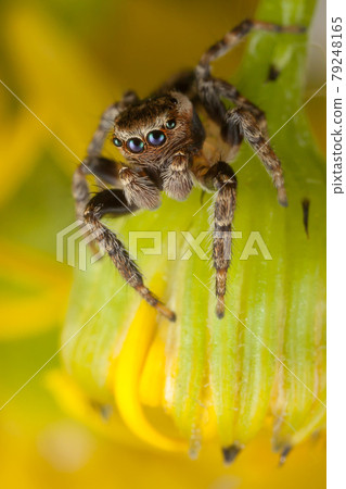 Jumping spider and the yellow bud Jumping spider and the yellow bud 79248165