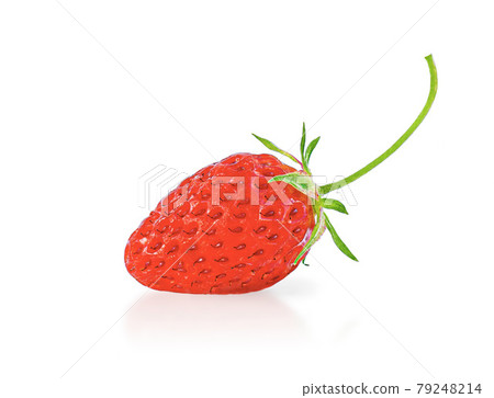 Strawberry berries with a cutting draped up. 79248214