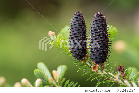 Young spruce abies species cones growing on branch with fir, closeup detail Young spruce abies species cones growing on branch with fir, closeup detail 79248254