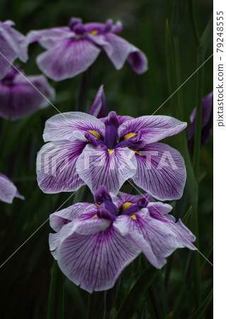 像玫瑰一樣優雅地綻放 79248555