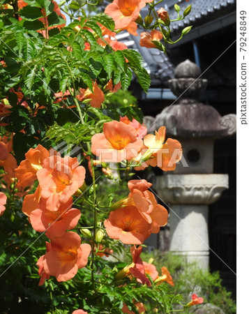 "Chinese trumpet vine" blooming in the temple grounds 79248849