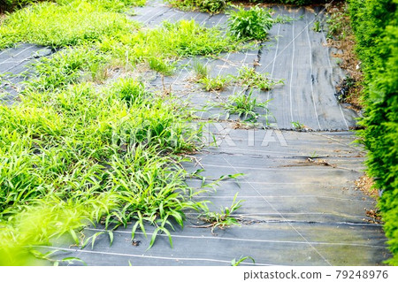 Weed-control sheets in green areas Weed-control sheets in green areas 79248976