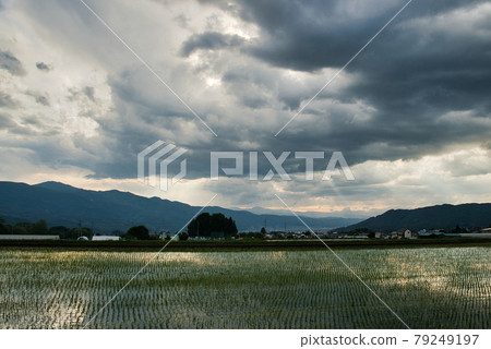 Scenery of rice field Scenery of rice field 79249197