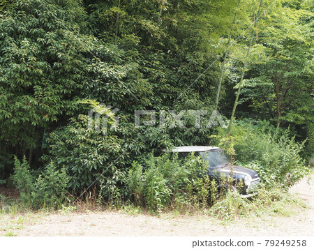 A scrapped Mini Cooper buried in plants A scrapped Mini Cooper buried in plants 79249258