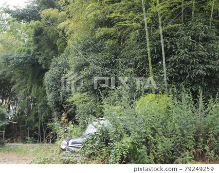 A scrapped Mini Cooper buried in plants A scrapped Mini Cooper buried in plants 79249259