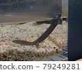 Super rare! Aichi Prefecture endemic species Mikawa salamander 79249281