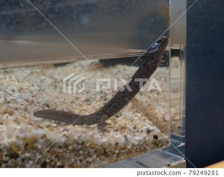 Super rare! Aichi Prefecture endemic species Mikawa salamander 79249281