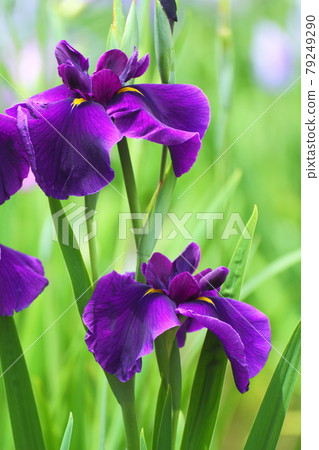 像玫瑰一樣優雅地綻放 79249290