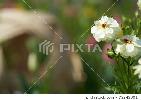 Beautifully blooming white ranunculus close-up 79249301