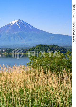 (Yamanashi Prefecture) Clear sky, Mt. Fuji and fresh green 79249382
