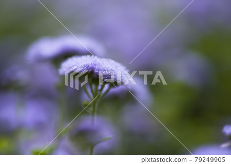 The purple flowers of Ageratum are in bloom. The scientific name is Ageratum. The purple flowers of Ageratum are in bloom. The scientific name is Ageratum. 79249905
