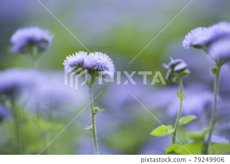 Ageratum 的紫色花朵盛開。學名是Ageratum。 79249906