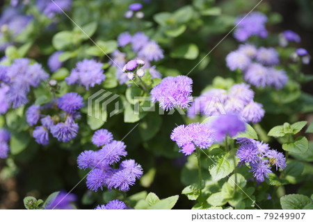 Ageratum 的紫色花朵盛開。學名是Ageratum。 Ageratum 的紫色花朵盛開。學名是Ageratum。 79249907