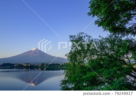 (Yamanashi) Upside down sunrise Fuji and fresh green (Yamanashi) Upside down sunrise Fuji and fresh green 79249917