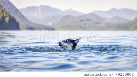 Small Dog, Toy Fox Terrier, swimming in the water. 79250008