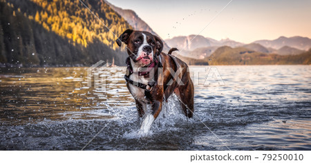 Playful and Funny Boxer Dog swimming in the water 79250010