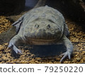 Lepidobatrachus frog staring at you 79250220