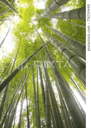 共和國寺廟的竹林 共和國寺廟的竹林 79250448