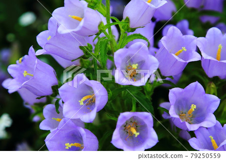 Campanula-Hamanako Garden Park 79250559