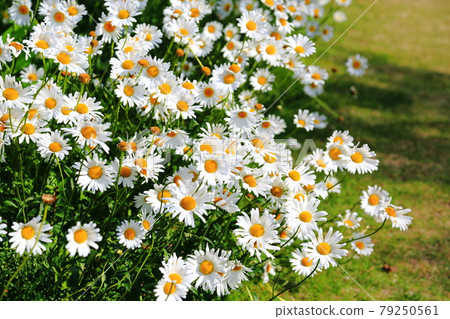 Shaster Daisy-Hamanako Garden Park 79250561