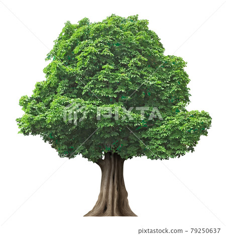 Realistic fairy old oak tree in vector 79250637