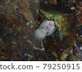 China butterfly pleco that sticks to the aquarium 79250915