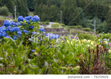 與藍色繡球花的風景 與藍色繡球花的風景 79250926