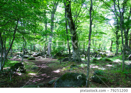Village of FourSeasons, Mizubayashi Nature Forest (Fukushima Prefecture, Fukushima City) Village of FourSeasons, Mizubayashi Nature Forest (Fukushima Prefecture, Fukushima City) 79251200