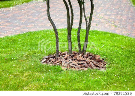 Mulching from the bark of tree around the thuja bushes on green lawn, landscaping of growth park garden near walkway made stone tile, nobody. 79251529