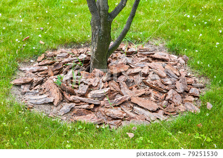 Mulch from the bark of tree around the growing tree trunk bushes on green lawn, landscaping of growth backyard garden on grass close-up, nobody. Mulch from the bark of tree around the growing tree trunk bushes on green lawn, landscaping of growth backyard garden on grass close-up, nobody. 79251530