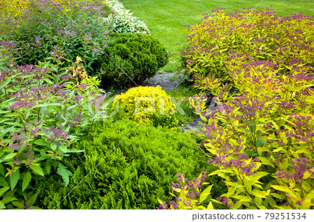 flower bed with bushes and flowers landscaping garden with plants for backyard decor in summer season, nobody. flower bed with bushes and flowers landscaping garden with plants for backyard decor in summer season, nobody. 79251534