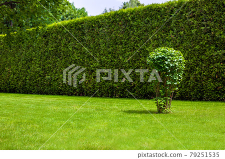 high hedge of evergreen thuja in front of a green lawn with a deciduous bush landscape on a sunny summer day with copy space, nobody. high hedge of evergreen thuja in front of a green lawn with a deciduous bush landscape on a sunny summer day with copy space, nobody. 79251535