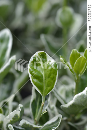 Japanes spindle Kathy 79251752