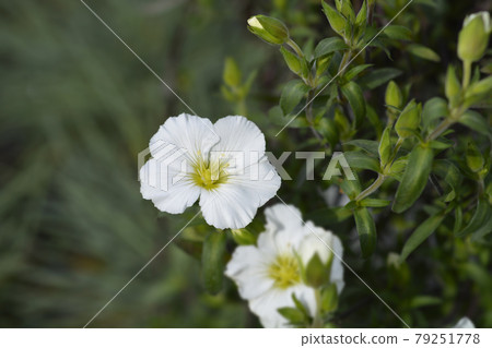 Mountain sandwort Mountain sandwort 79251778
