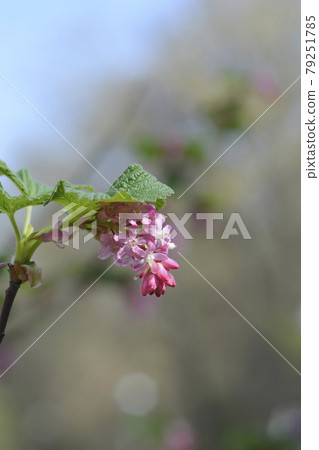 Flowering currant Flowering currant 79251785