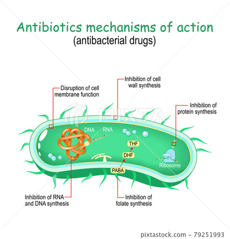 Antibiotics mechanisms of action. antibacterial... - Stock Illustration ...