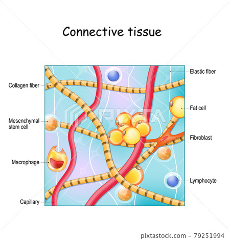 Adipose Tissue Structure